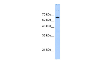 FBXW7 Rabbit Polyclonal Antibody