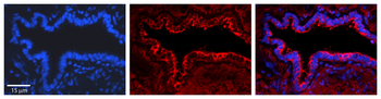 PA2G4 Rabbit Polyclonal Antibody