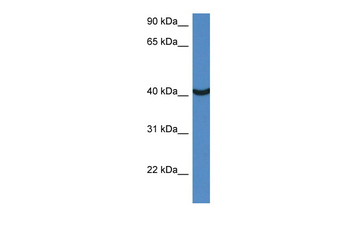 Morf4l1 Rabbit Polyclonal Antibody