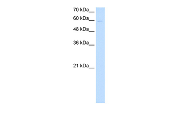 NPNT Rabbit Polyclonal Antibody