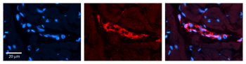 AKT1S1 Rabbit Polyclonal Antibody