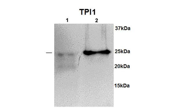 TPI1 Rabbit Polyclonal Antibody