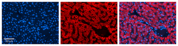 P4HB Rabbit Polyclonal Antibody
