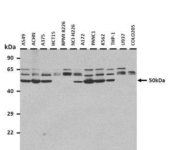 EEF1A2 Rabbit Polyclonal Antibody