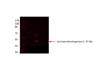IDH2 Rabbit Polyclonal Antibody