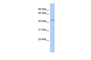 SELENBP1 Rabbit Polyclonal Antibody