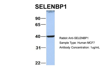 SELENBP1 Rabbit Polyclonal Antibody