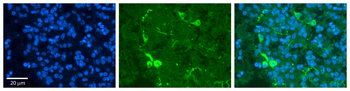 PRDX2 Rabbit Polyclonal Antibody