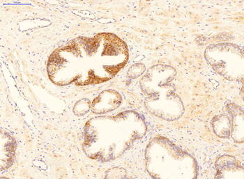 GADD45B Rabbit Polyclonal Antibody