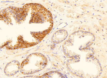 GADD45B Rabbit Polyclonal Antibody
