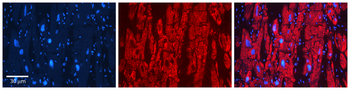 GSTA4 Rabbit Polyclonal Antibody