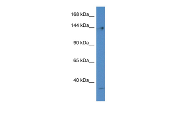 Polg Rabbit Polyclonal Antibody