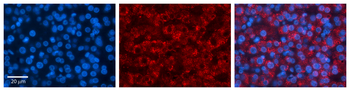 PAPSS2 Rabbit Polyclonal Antibody