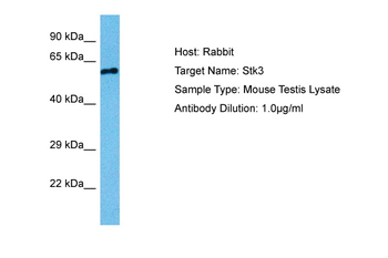 STK3 Rabbit Polyclonal Antibody