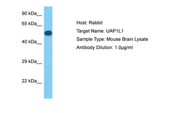 Uap1 Rabbit Polyclonal Antibody