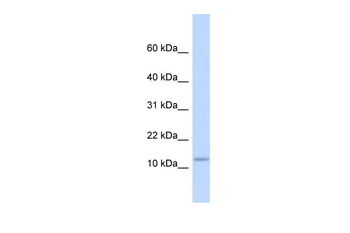 C9orf46 Rabbit Polyclonal Antibody