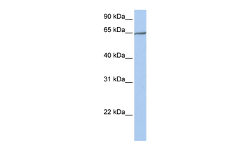 PCDHA4 Rabbit Polyclonal Antibody