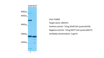 MIEF1 Rabbit Polyclonal Antibody