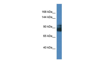 LRRC8A Rabbit Polyclonal Antibody