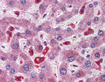 SIGIRR Rabbit Polyclonal Antibody