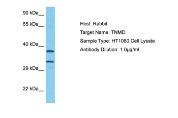 TNMD Rabbit Polyclonal Antibody