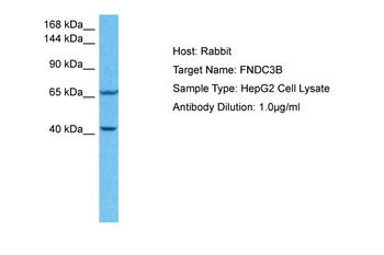FNDC3B Rabbit Polyclonal Antibody