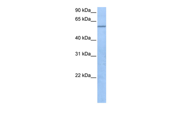 TRAF3IP3 Rabbit Polyclonal Antibody