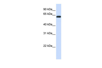 KIRREL2 Rabbit Polyclonal Antibody