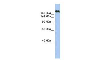 CNTNAP4 Rabbit Polyclonal Antibody