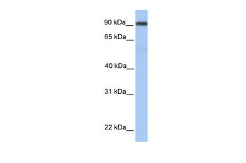 MMEL1 Rabbit Polyclonal Antibody