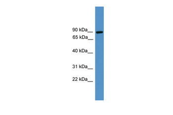 ZBED1 Rabbit Polyclonal Antibody