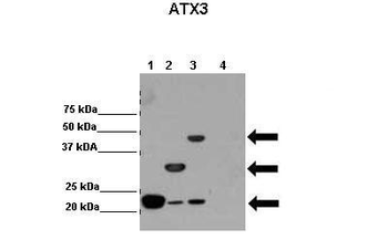 ATXN3 Rabbit Polyclonal Antibody