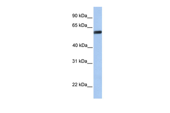 YAP1 Rabbit Polyclonal Antibody