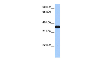 OCEL1 Rabbit Polyclonal Antibody