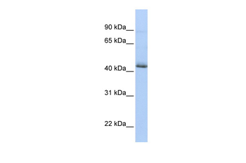 SRFBP1 Rabbit Polyclonal Antibody