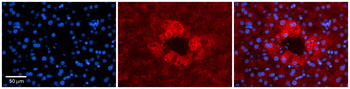 APOH Rabbit Polyclonal Antibody