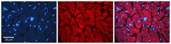 GABARAP Rabbit Polyclonal Antibody