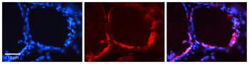 CDH1 Rabbit Polyclonal Antibody