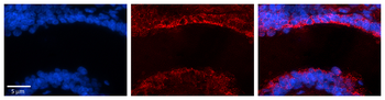 MICALL1 Rabbit Polyclonal Antibody