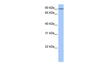 AP1G1 Rabbit Polyclonal Antibody