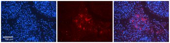 ACTR3 Rabbit Polyclonal Antibody