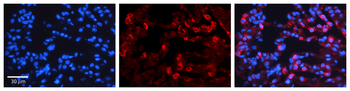 GAS2L1 Rabbit Polyclonal Antibody