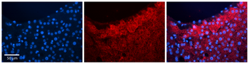 HBS1L Rabbit Polyclonal Antibody