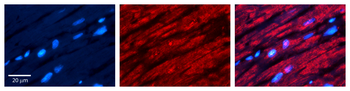 CRY2 Rabbit Polyclonal Antibody