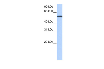 LACTB Rabbit Polyclonal Antibody
