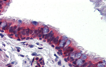BMPER Rabbit Polyclonal Antibody