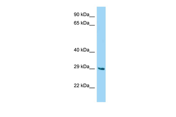Fam122b Rabbit Polyclonal Antibody