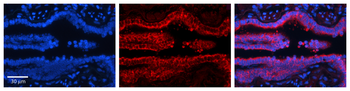 PDXK Rabbit Polyclonal Antibody