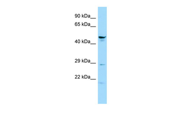 Spata6 Rabbit Polyclonal Antibody