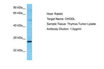 CHODL Rabbit Polyclonal Antibody